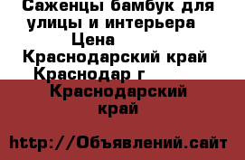 Саженцы бамбук для улицы и интерьера › Цена ­ 200 - Краснодарский край, Краснодар г.  »    . Краснодарский край